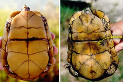 <p>Sex these turtles based on the concavity of their plastron</p>