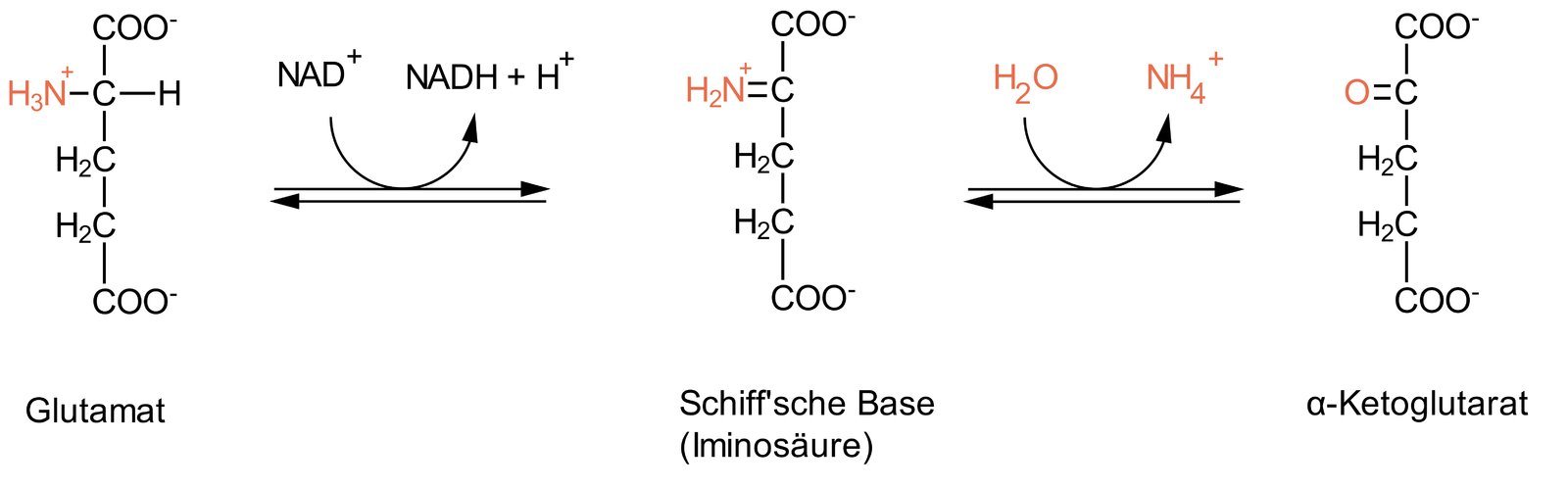 <p>D. Glutamate dehydrogenase</p>