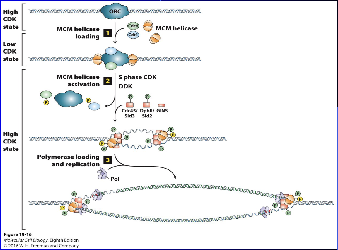 <ul><li><p><span><span>specific sites on DNA where DNA replication begins, forming a bubble with two replication forks moving in opposite directions</span></span></p></li></ul><p>ex: <span><span>bacteria typically have a single origin, while eukaryotes have multiple</span></span></p>