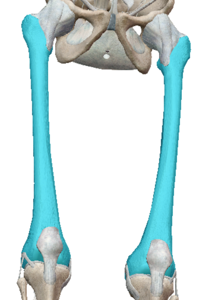 <p>long bones</p>