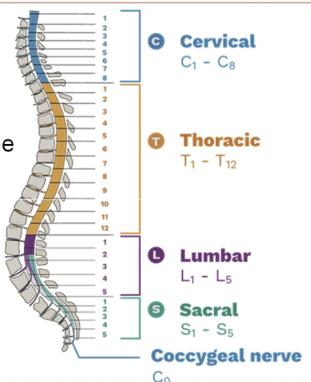 <ul><li><p>8 Cervical nerve pairs (C1-C8)</p></li><li><p>12 Thoracic nerve pairs (T1-T12)</p></li><li><p>5 Lumbar nerve pairs (L1-L5)</p></li><li><p>5 Sacral nerve pairs (S1-S5)</p></li><li><p>1 single Coccygeal nerve pair (C0)</p></li></ul><p></p>