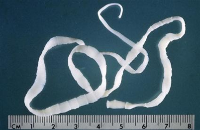 <ul><li><p>Kingdom: Animalia​, Phylum: Platyhelminthes (flatworms), Class: Eucestoda (true tapeworms)</p></li><li><p>Ribbon-like, found in GI tract of definitive hosts​</p></li><li><p>Lack an alimentary canal, absorb nutrients through tegument (skin)​</p></li><li><p>Eggs can be seen in fecal flotation​</p></li><li><p>Larval forms can be found in various tissues of intermediate hosts and cause harm</p></li></ul><p></p>