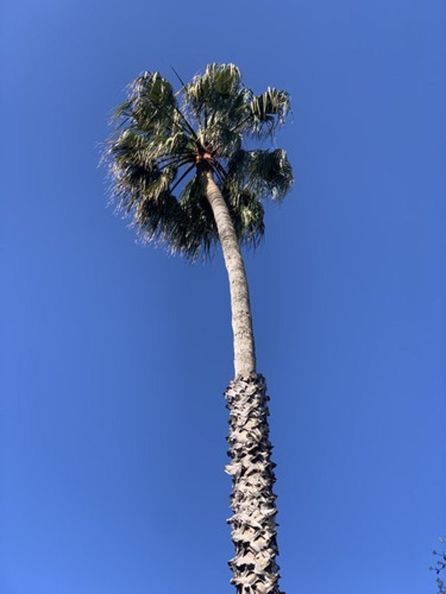 <p>very tall, Fan like fronds with droopy tips and flatter towards petiole. long petiole about 4", dark green about 1" long spines, Pistolets are long and shoot up with arch, petiole base is criss cross pattern</p>