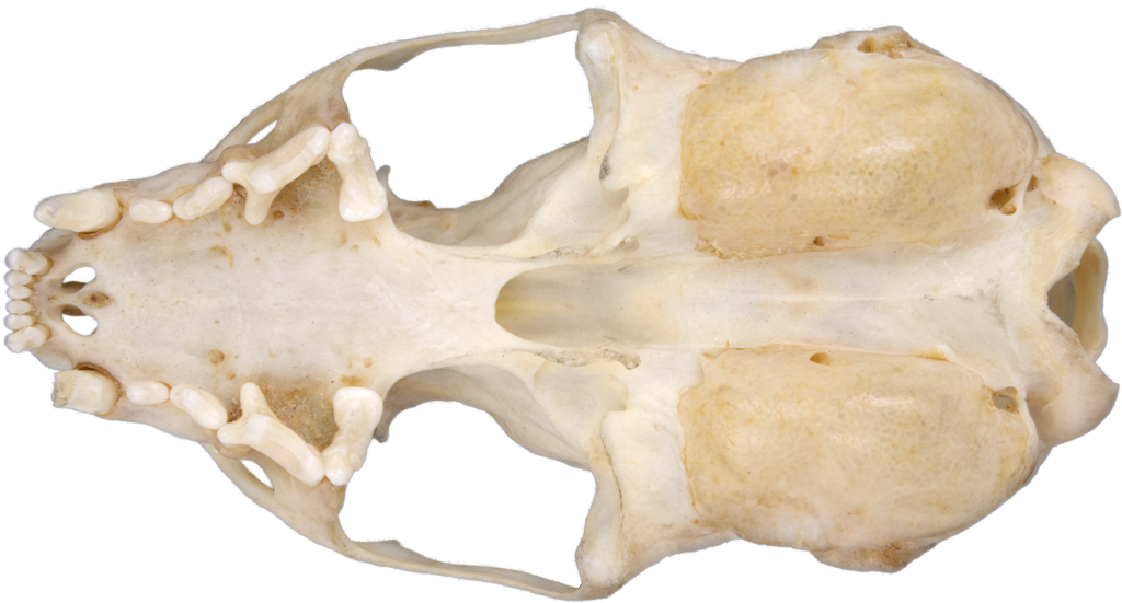 <p>braincase < 1/2 total length of skull</p>