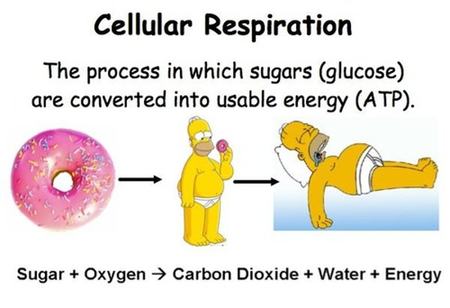 <p>They release energy by breaking down complex molecules into simpler compounds, such as in cellular respiration.</p>