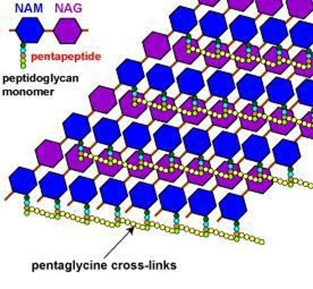 <p>Peptidoglycan is composed of a glycan chain (N-acetylmuramic acid (NAM) and N-acetylglucosamine (NAG)), a tetrapeptide chain, and a cross-link (peptide interbridge only in gram-positive bacteria).</p>