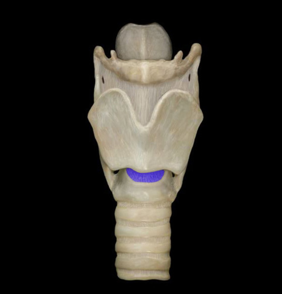 <p>A thin sheet of fascia that connects the thyroid and cricoid cartilages that make up the larynx.</p><p>- cricothyrotomy spot</p>