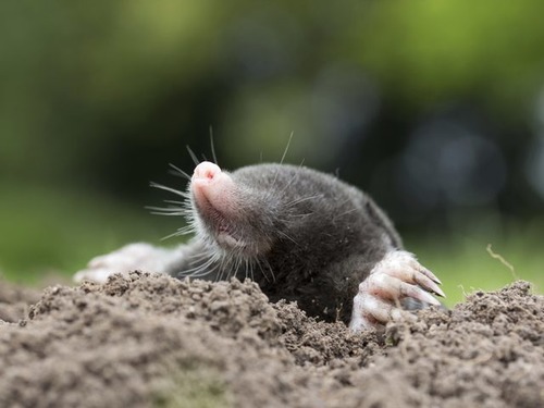 <p>An organism responds to light by moving away from it. example: moles live underground</p>