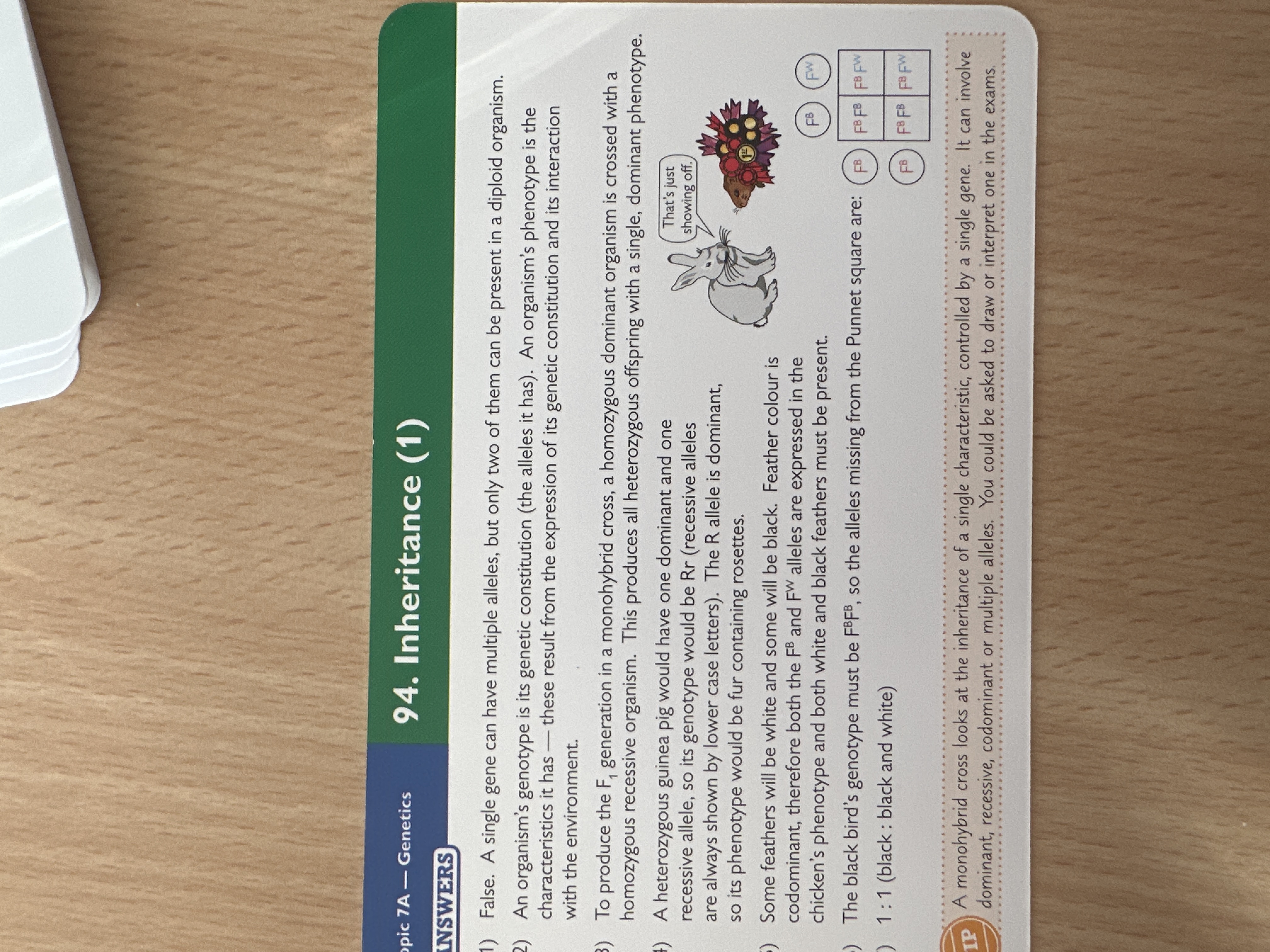 knowt flashcard image