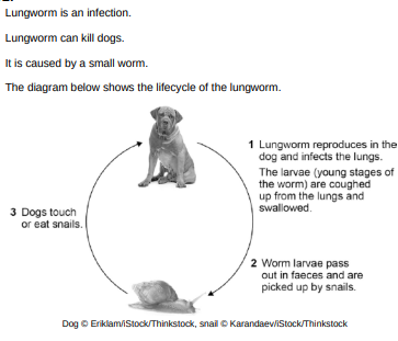 <p>What type of organism is represented by the snail in the lifecycle of the lungworm?</p>