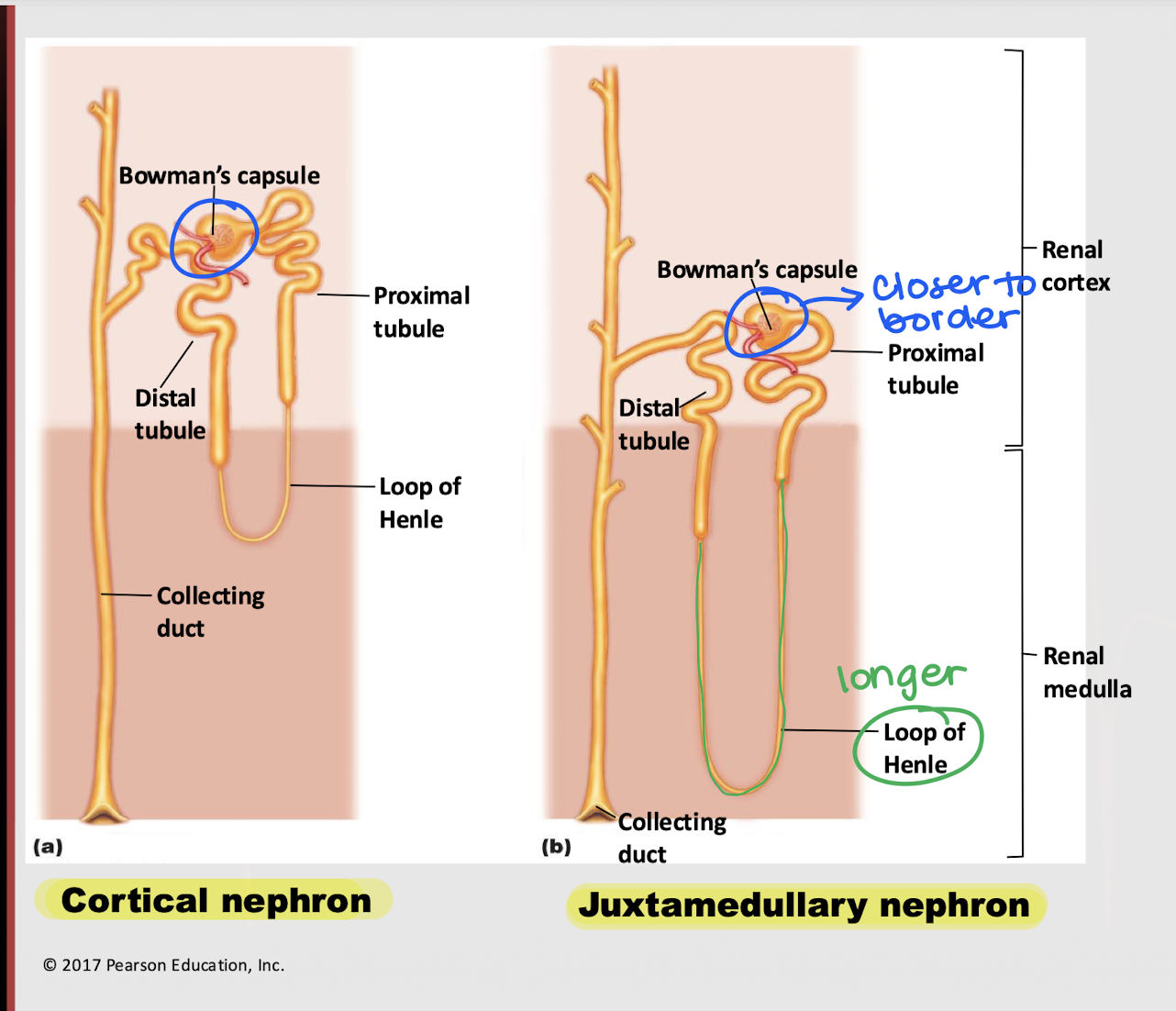 <p>juxtamedullary nephron</p>