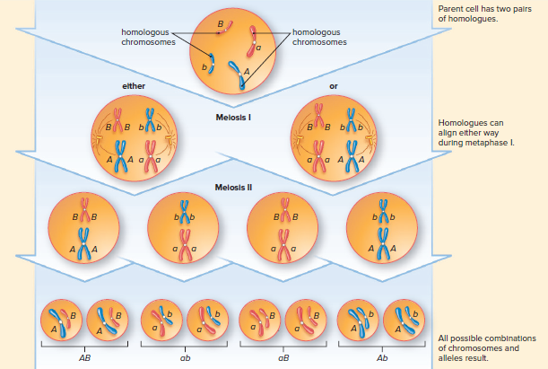 Figure 10.8 Mendel’s laws and meiosis.