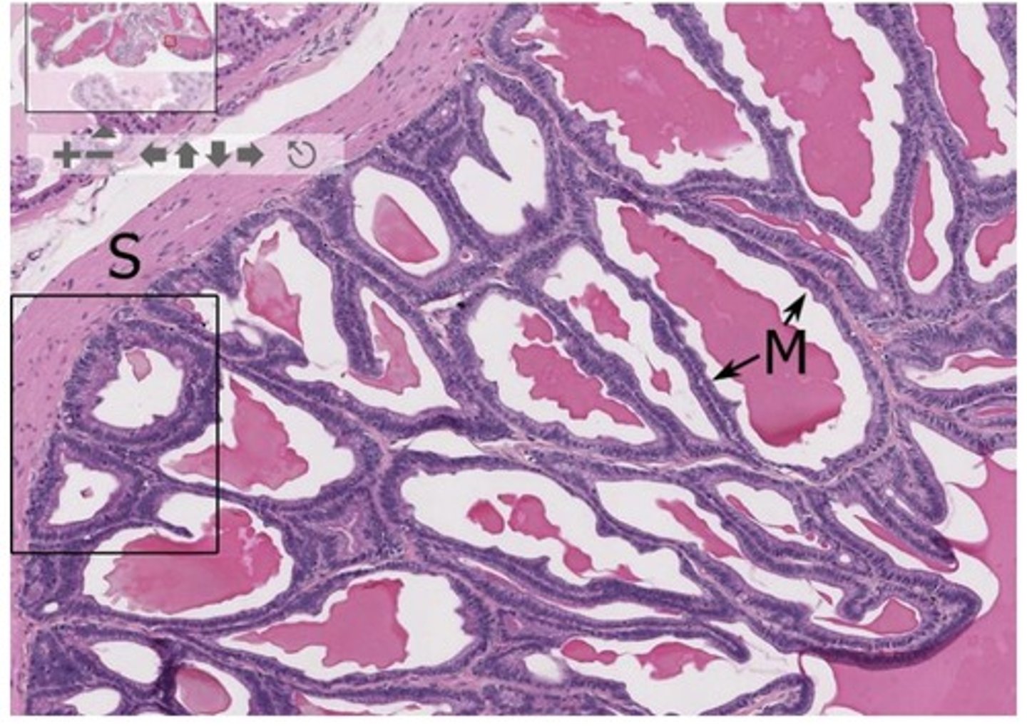 <p>Name the tissue</p>