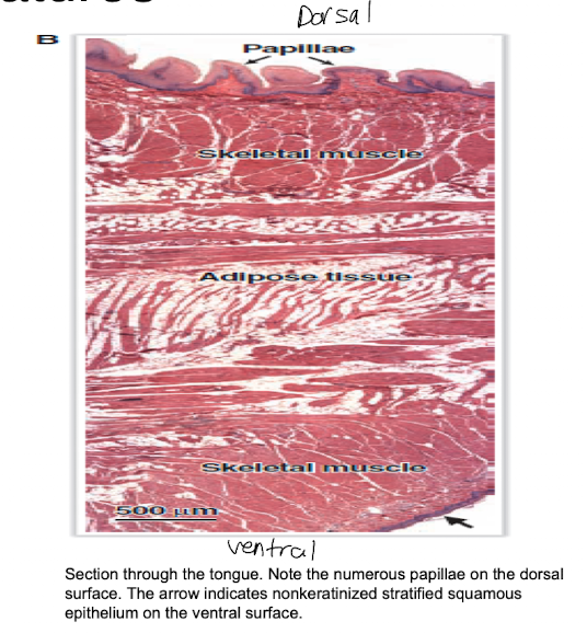 <p><strong>Core</strong>: formed by intrinsic, very vascularized skeletal muscle </p><p><strong>Mucosa: </strong>stratified squamous on doral and ventral </p><p><strong>Lamina propria:</strong> CT, many blood vessels, lymphatics and nerves, lingual salivary glands</p>