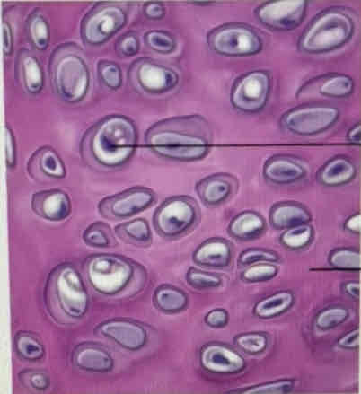 <p>What tissue is this?</p>