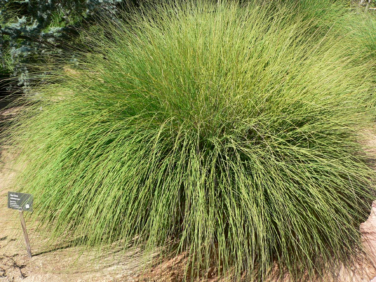 <p>Deer grass</p>