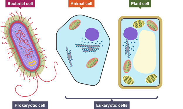 <p>a cell <strong>without</strong> a <u>nucleus/membrane bound organelle</u></p>