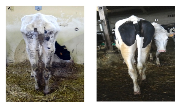 <p><span>Proximal kidney tubule dysfunction</span></p><ul><li><p class="p4"><span>Causes urinary loss of ESSENTIAL electrolytes and nutrients</span></p></li><li><p class="p4"><span>Inherited form of disease is due to a mutation in the gene that encodes </span><strong><span>enoyl-CoA</span></strong></p><ul><li><p class="p4">Causes impaired fatty acid oxidation, mitochondrial dysfunction, and impaired functionality of the <strong>proximal kidney tubule </strong></p></li></ul></li><li><p class="p4"><span>Results in:</span></p><ul><li><p class="p4"><span>Growth retardation</span></p></li><li><p class="p4"><span>Diarrhoea</span></p></li><li><p class="p4"><span>Hypokalaemia</span></p></li><li><p class="p4"><span>Hyponatraemia</span></p></li><li><p class="p4"><span>Hypochloraemia</span></p></li></ul></li></ul><p class="p4">Image shows two heifers of the same age… first one has Fanconi syndrome, second one is healthy </p><p></p>