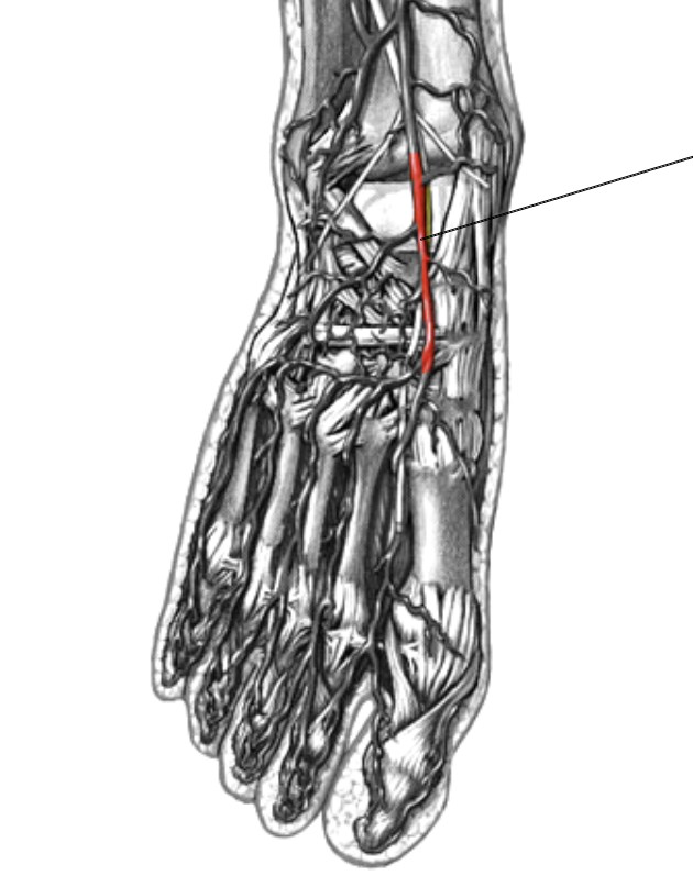 <p>Which arteries:</p><ul><li><p>Extends from anterior tibial artery</p></li><li><p>Inferior to anterior tibial artery</p></li><li><p>On anterior side of foot and ankle</p></li></ul><p></p>
