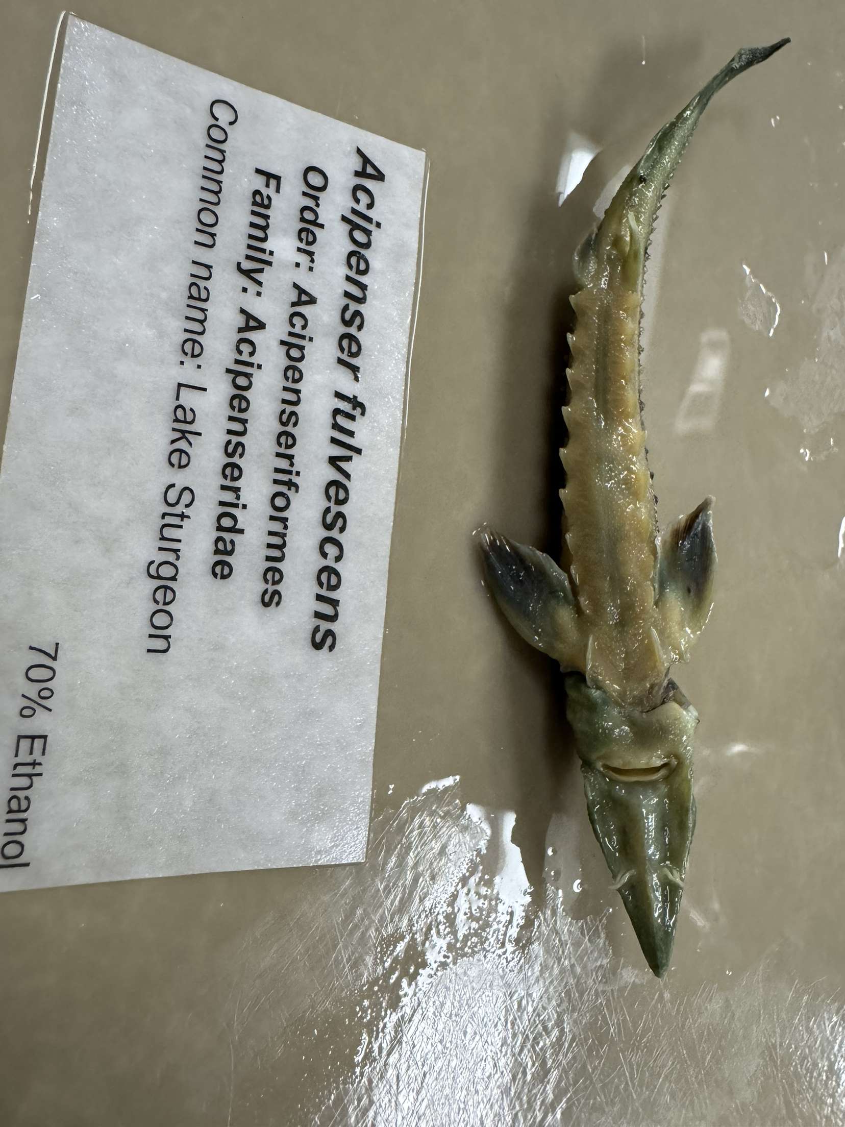 <p>Acipenser fulvescens</p>