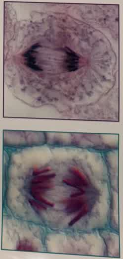 <p>(APART) third phase of mitosis during which the chromatid arms separate and move to opposite ends of the cell</p>