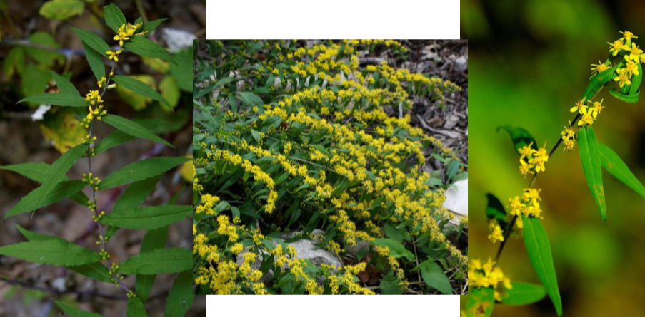 -narrow/long leaves
-flowers grow in clumps