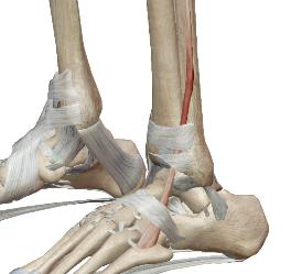 <p>Troisième fibulaire (Inconstant)</p>