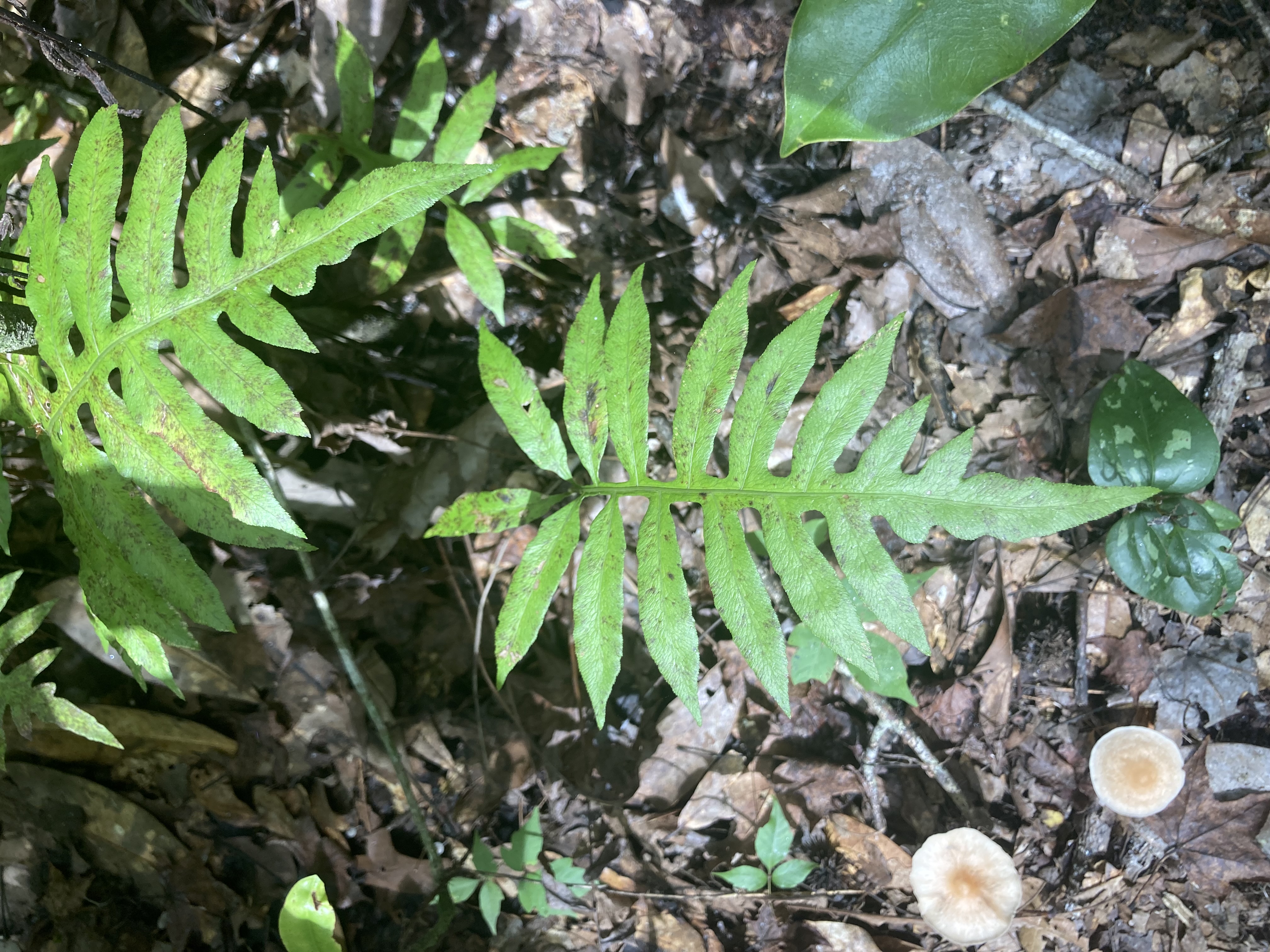 <p>What is this plant?</p>