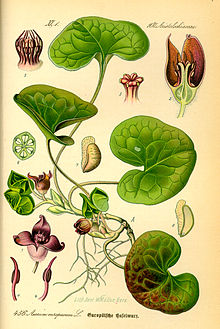 <p><em>Aristolochiaceae -</em> podražcovité</p><p><em>Asarum europaeum -</em> kopytník evropský</p>