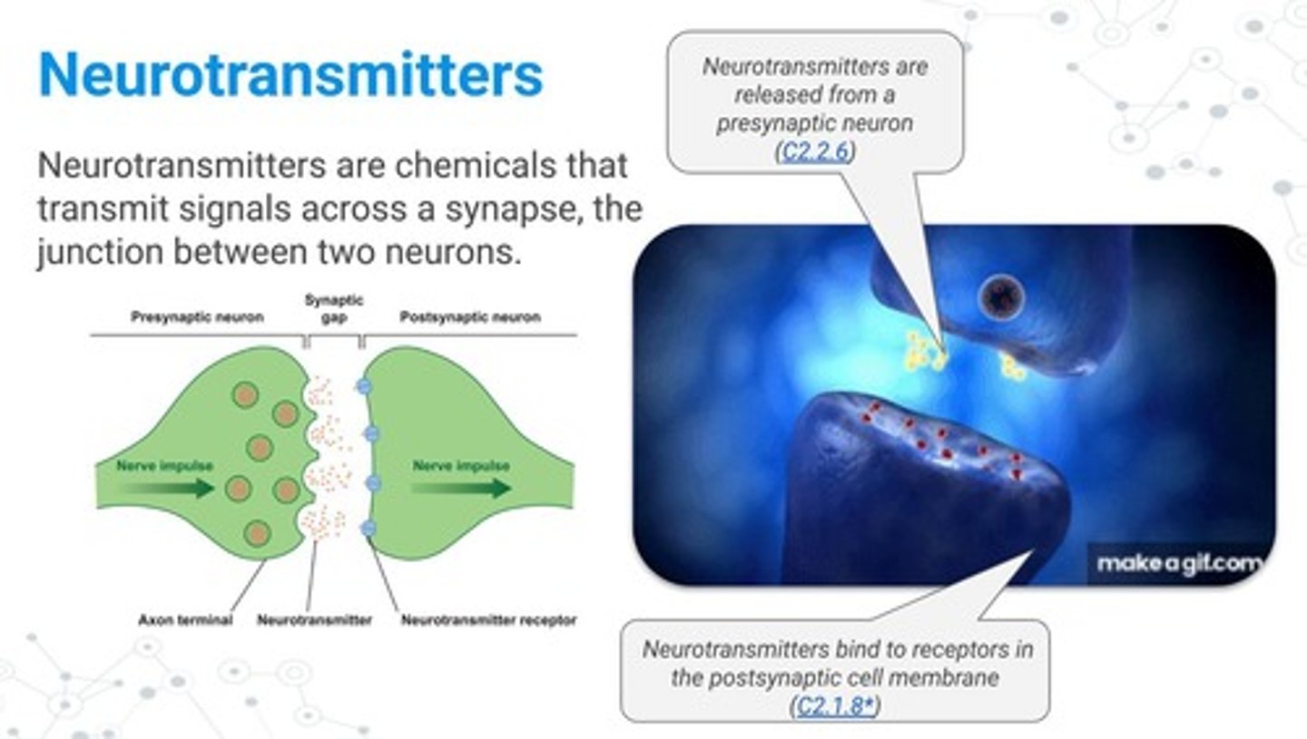 <p>Amino acids (like glutamate and GABA), amines (like dopamine and serotonin), peptides (like endorphins), and others (esters and gases).</p>