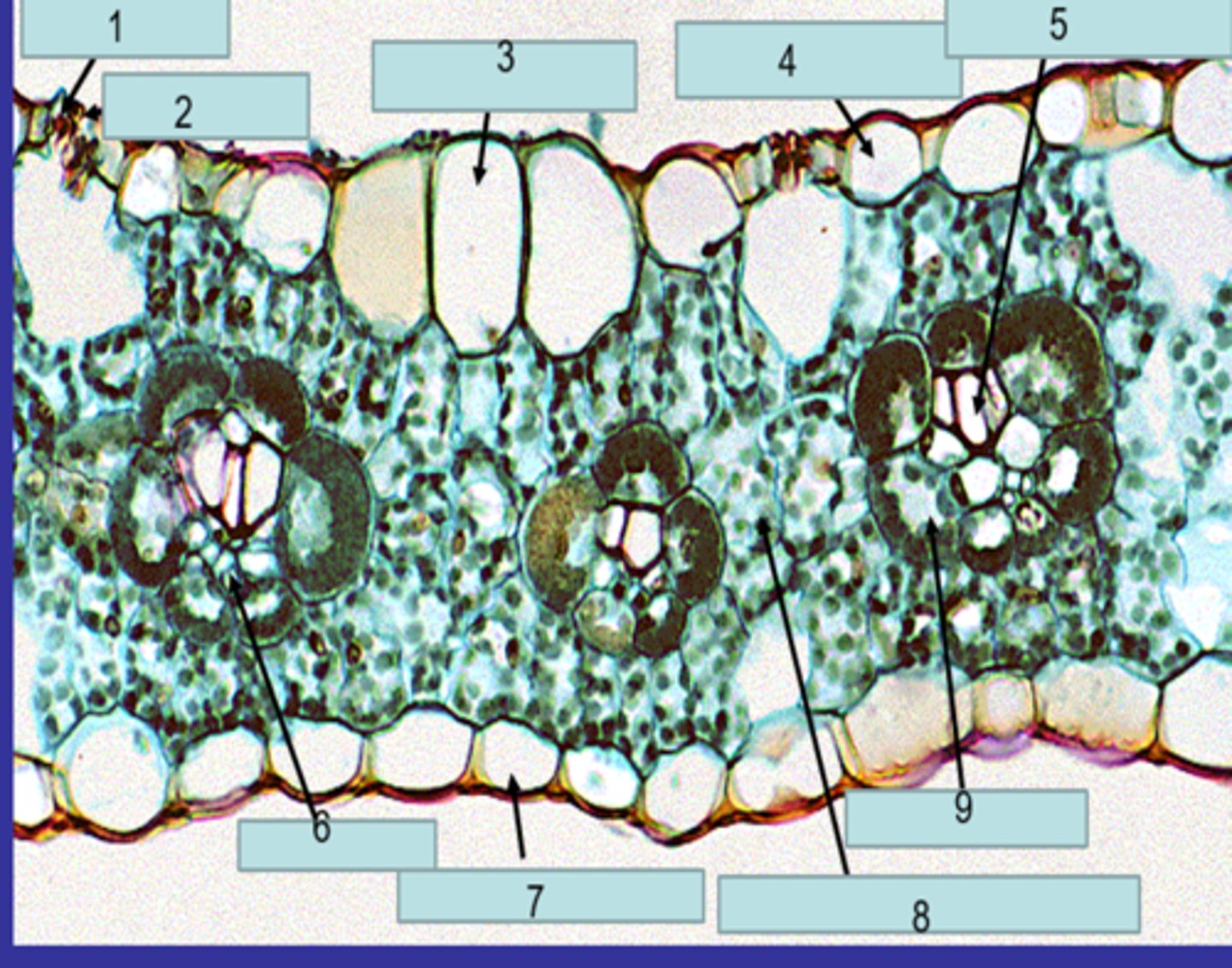 <p>what kind of a cell is this</p>