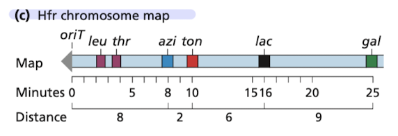 <p>Mapping information for a single Hfr strain is limited b/c the conjugation pair usually breaks apart before the entire genome is transferred </p><ul><li><p>liklihood of gene transfer drops of quickly with distance from <strong><em>oriT </em></strong></p></li><li><p>one can use <strong><em>multiple Hfr strains </em></strong>to map all of the genes in a species</p><ul><li><p>F factor may integrate into different locations on a bacterial chromosome </p></li><li><p>F factor can be integrated into a Hfr chromosome in either of 2 orientations</p></li></ul></li></ul>