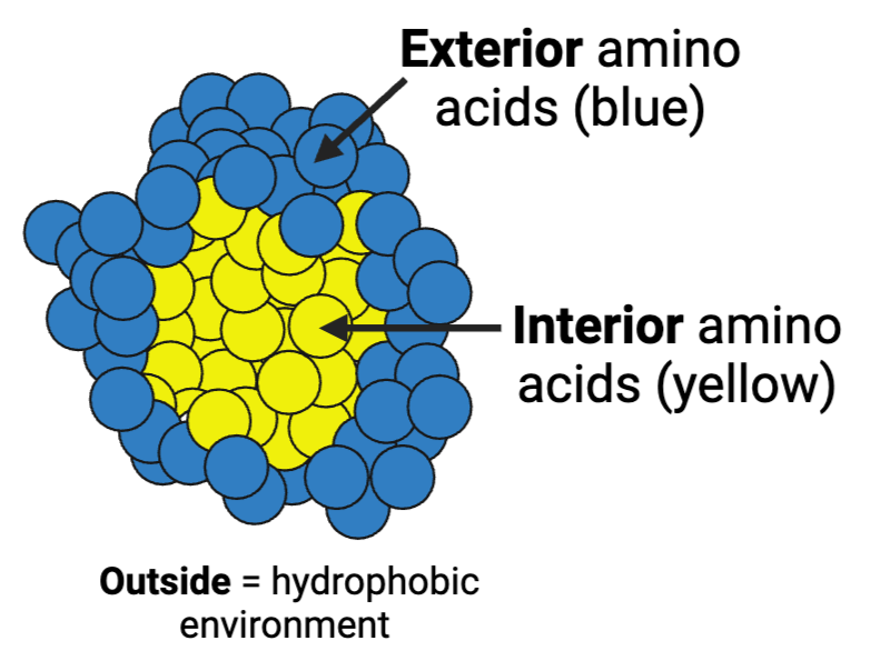 <p>What are the most likely chemical properties of the amino acids at the interior and the amino acids on the exterior of the enzyme?</p><ul><li><p><span>a. interior = hydrophilic; exterior = hydrophobic</span></p><p></p></li><li><p><span>b. interior = hydrophobic; exterior = hydrophilic</span></p><p></p></li><li><p><span>c. interior = hydrophobic; exterior = hydrophobic</span></p><p></p></li><li><p><span>d. interior = hydrophilic; exterior = hydrophilic</span></p></li></ul><p></p>