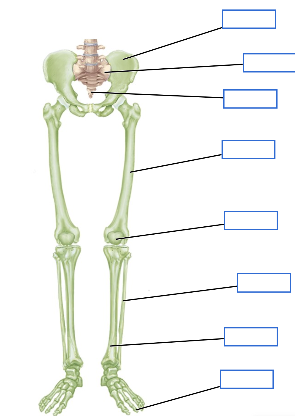 <p>Name these parts of the lower limbs of the appendicular skeleton</p>