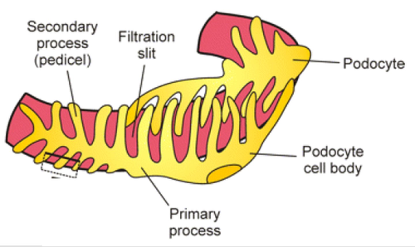 <p>(B) podocytes</p><p>The glomerulus is also wrapped in the foot processes of cells known as podocytes.</p>