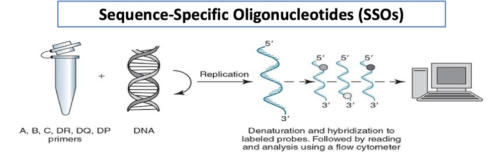 <ul><li><p>A primer for each locus is used.</p><ul><li><p>A, B, C, DR, DQ, DP (in separate wells)</p></li></ul></li><li><p>A DNA probe allows the hybridized solution to be read and analyzed by a flow cytometer.</p></li></ul><p></p>