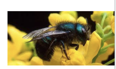 <ul><li><p>used for pollination of tree fruit</p></li><li><p>separates nest cells with mud</p></li><li><p>moves row to row in orchards (honey bees move down rows)</p></li><li><p>not yet used on a large scale</p></li></ul>