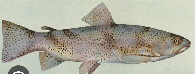 <p><strong>Causative agent:</strong><br><strong><mark data-color="red" style="background-color: red; color: inherit;">Ichthyobodo necator complex</mark></strong>(flagellate protozoan)</p><p><strong>Hosts:</strong><br>Freshwater and saltwater fish<br>Mostly <strong>young or stressed adults</strong></p><p><strong>Localization:</strong><br>Skin and gills</p><p><strong>Life cycle:</strong></p><ul><li><p><strong>Motile stage</strong> – free-living, off the fish</p></li><li><p><strong>Pyriform stage</strong> – feeding stage attached to epithelium</p></li><li><p>Binary fission for reproduction</p></li></ul><p><strong>Clinical signs:</strong></p><ul><li><p>Grey/blueish or whitish <strong>film on body</strong></p></li><li><p><strong>Epithelial hyperplasia</strong>, increased mucus</p></li><li><p>Respiratory distress in severe cases</p></li></ul><p><strong>Pathogenesis:</strong></p><ul><li><p>Feeds and penetrates the epithelium → disrupts <strong>osmoregulation</strong></p></li><li><p>Dangerous for <strong>young or stressed fish</strong></p></li></ul><p><strong>Diagnosis:</strong><br>Microscopic examination of <strong>skin and gills</strong></p><p><strong>Prevention / Therapy:</strong></p><ul><li><p><strong>Formalin baths</strong>, potassium permanganate</p></li><li><p><strong>Raise temperature</strong> to shorten parasite cycle</p></li><li><p><strong>Oral metronidazole</strong> in severe cases</p></li></ul><p></p>