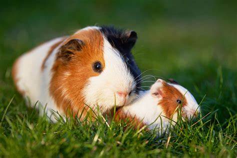 <p>das Meerschweinchen, -</p>