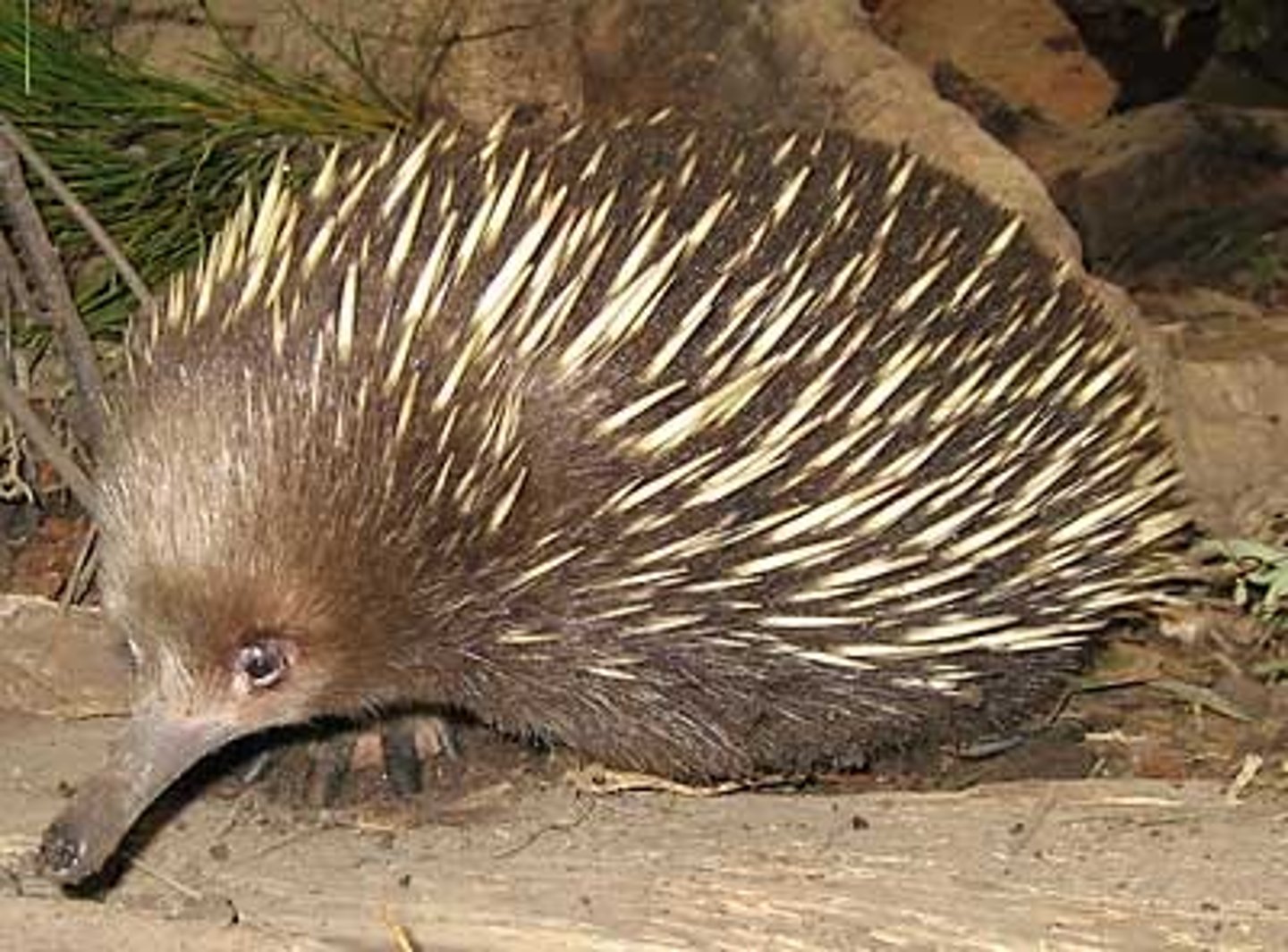 <p>Echidna</p>