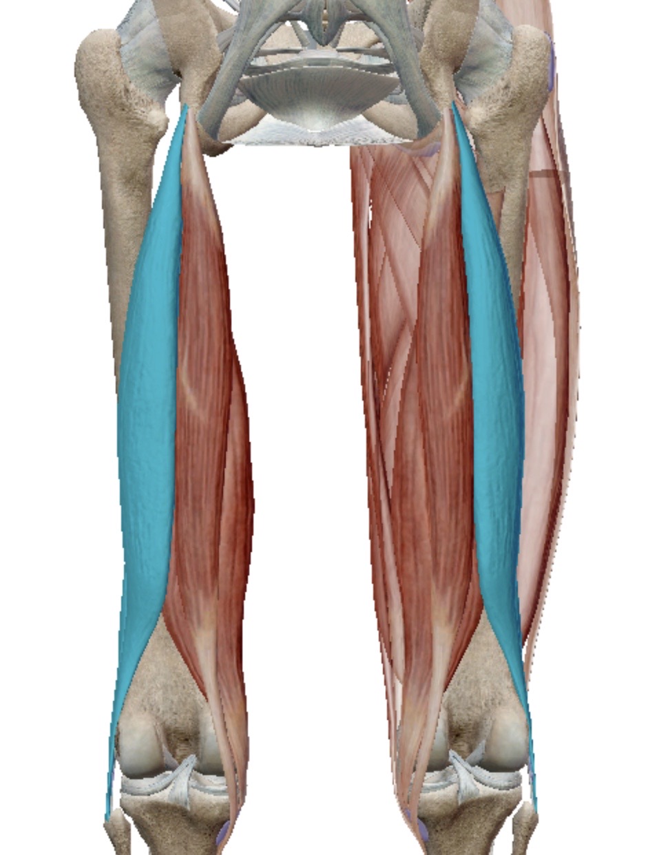 <p>Identify this muscle</p>