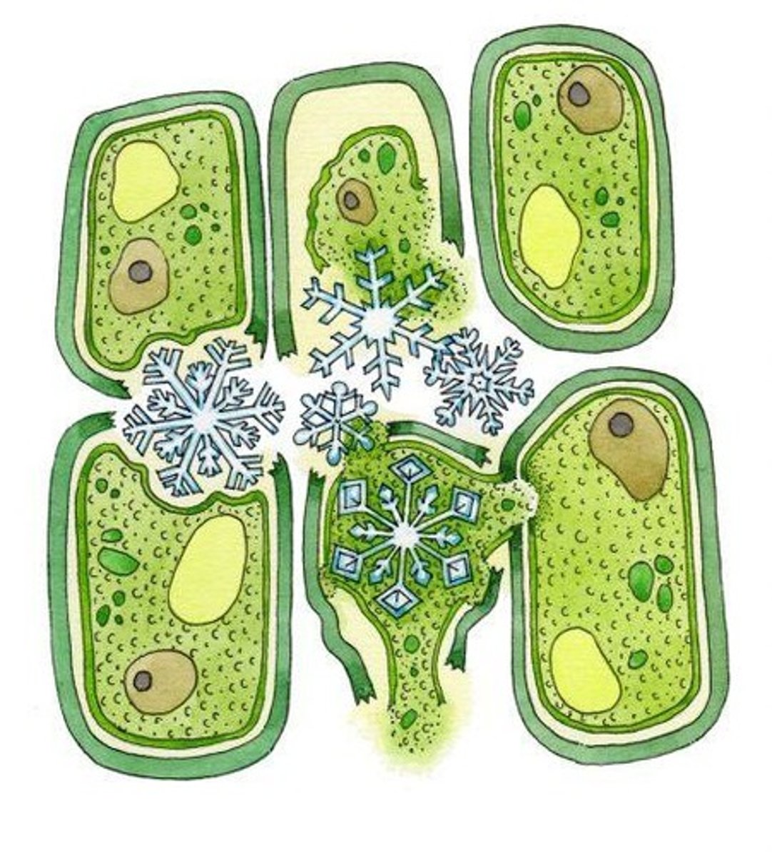 <p>Cell shrinkage due to water loss.</p>