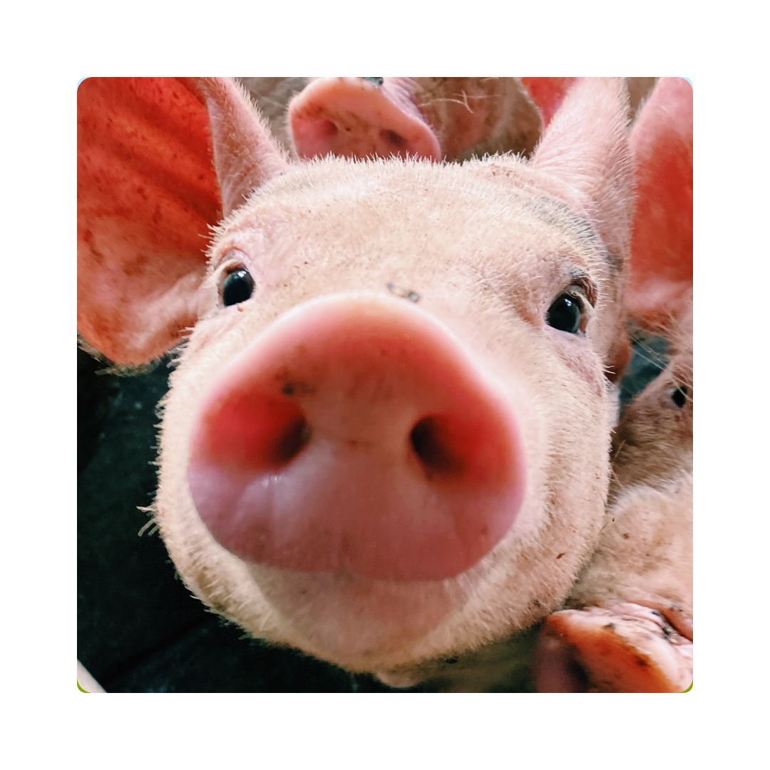 <p><span>The pig's </span><strong>snout</strong><span> is excellent for digging and looking for food in the ground. </span></p>