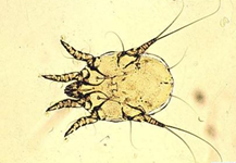 <p>What Parasite Is This?</p>