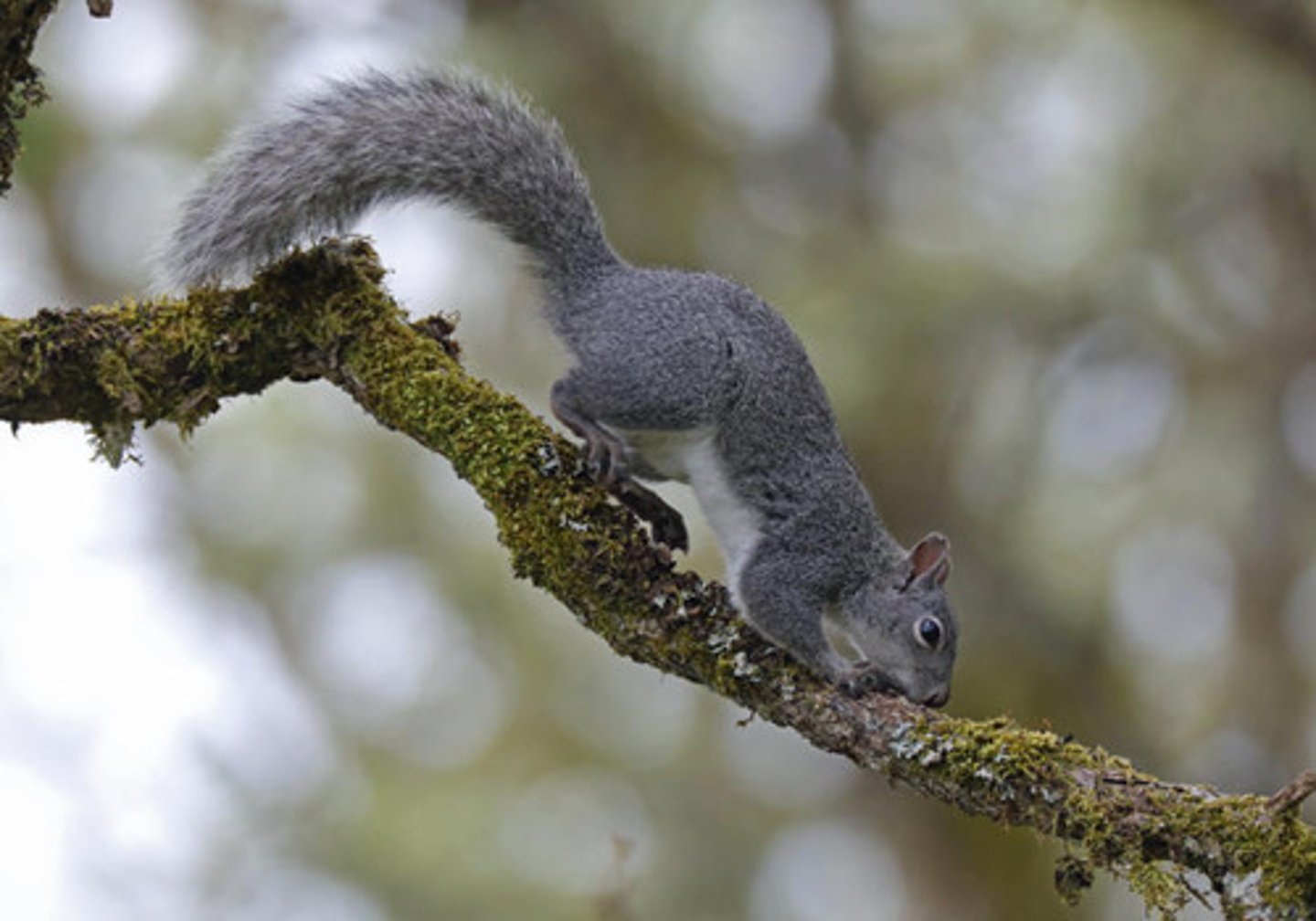 <p>- Part of Rodentia<br>- Large, silver gray squirrel with grizzled salt- and-pepper dorsum and white venter. <br>- Upper premolar is small and peglike.</p>