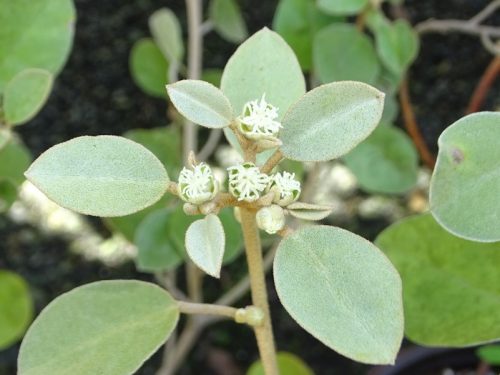 Family: Euphorbiaceae

SN: Croton punctatus 
