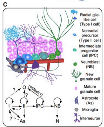 <p>Same pathway but instead: </p><ul><li><p>C cells = non-radial precursor cells </p></li><li><p>Extra step: IPC - where C cells become IPCs, which then become A cells </p></li><li><p>So: RGL→ C → IPC → NB → N</p><ul><li><p>RGL and C calls can become Astrocytes</p></li></ul></li></ul><p>In the presence of Mash1: </p><ul><li><p>NB can become O</p></li></ul><p>RGL cells, C cells, IPCs, NBs can also regenerate</p><p></p>