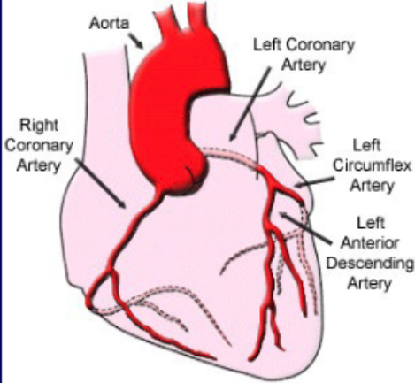 <p>what coronary vascular territory is supplies by the right coronary a.?</p>