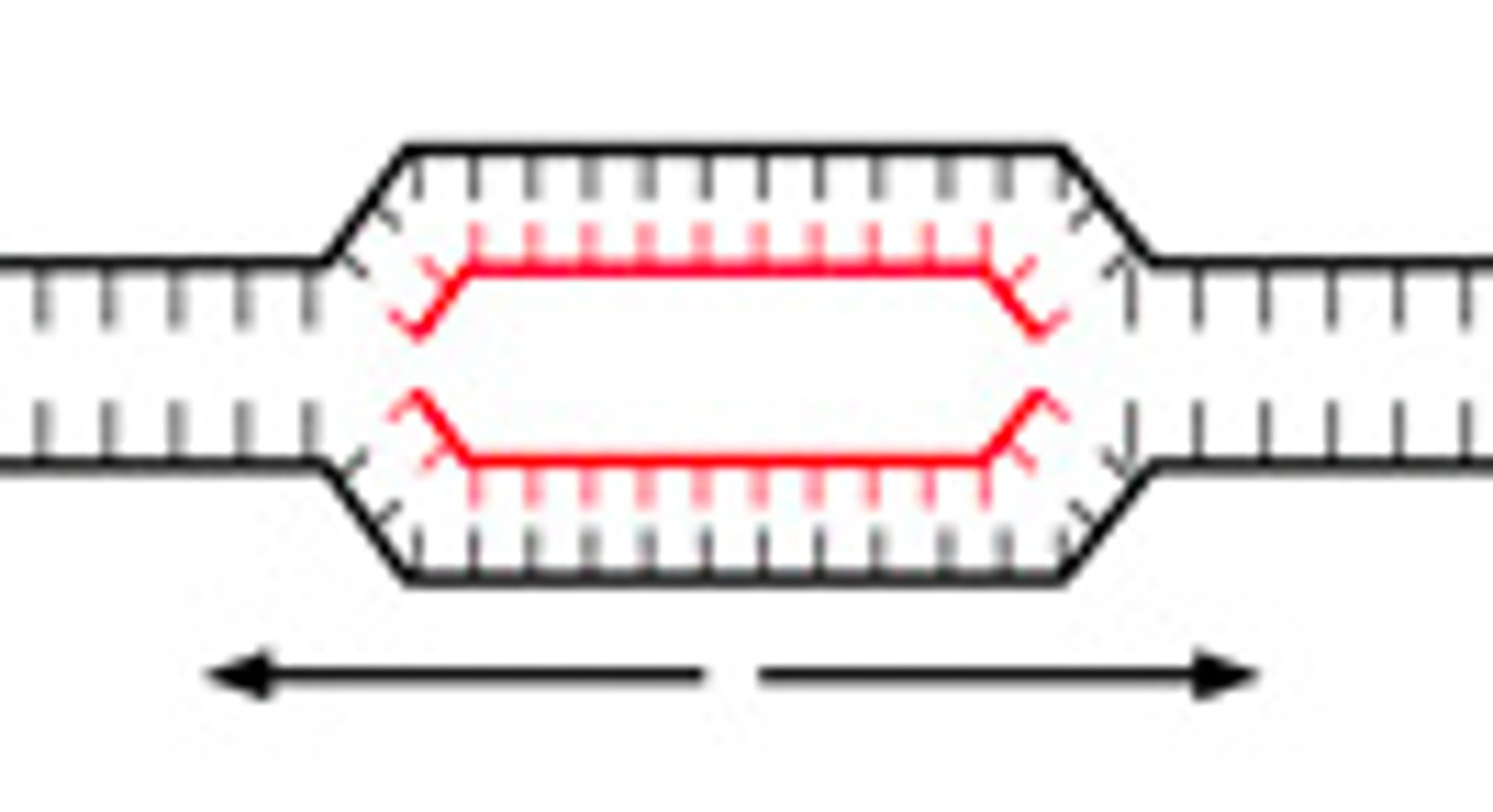 <p>Segment of a DNA molecule that is unwinding and undergoing replication.</p>