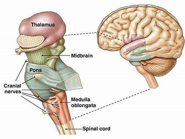 <ul><li><p>connection between the brain and spinal cord</p></li><li><p>divided into three parts</p><ul><li><p>midbrain</p></li><li><p>pons</p></li><li><p>Medulla oblongata</p></li></ul></li></ul><p></p>